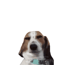 dog meme gif